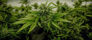 best cannabis dispensary ann arbor