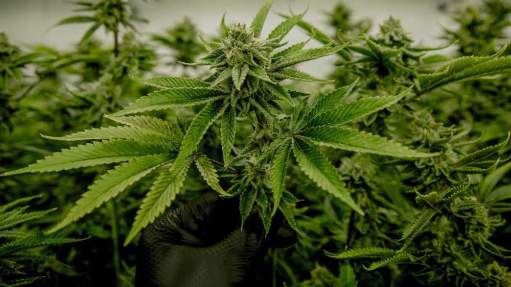 best cannabis dispensary ann arbor